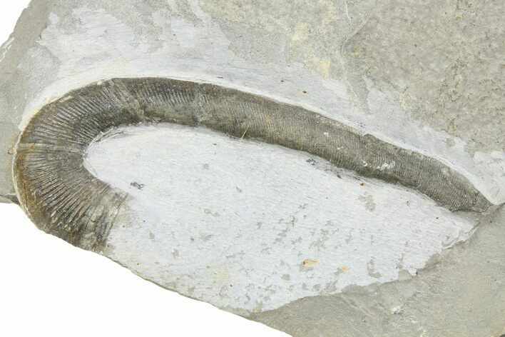 Cretaceous Heteromorph Ammonite Fossil - France #251717